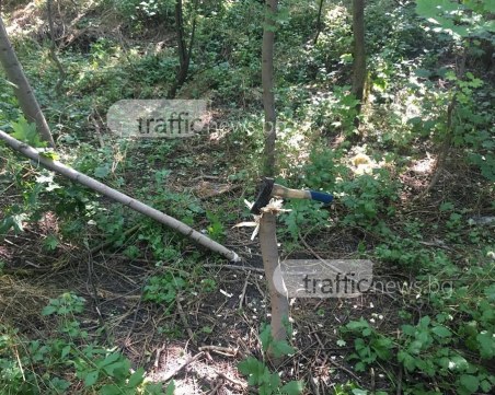 Дърветата в Лаута започнаха да пречат?! Вандали хванаха секирата СНИМКИ
