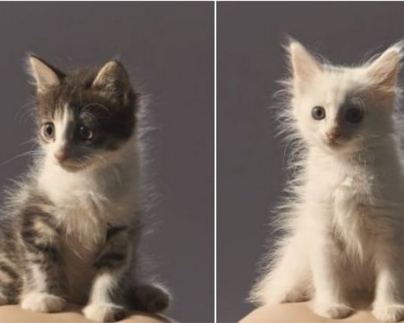 Гальовни котета търсят мили и грижовни стопани! Някой иска ли ги? СНИМКИ
