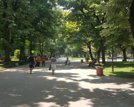 Одрусаха здраво берачи на липа в Цар-Симеоновата градина