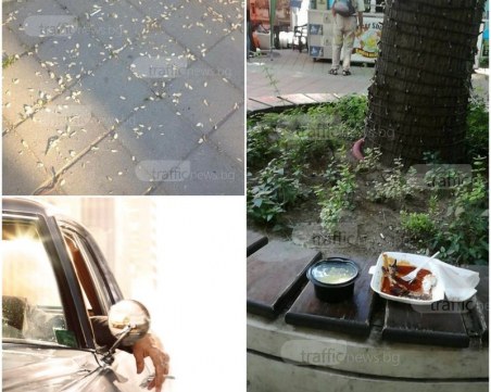 Първите глоби на шофьори от Пловдив, хвърляли фасове от колите си, вече са факт