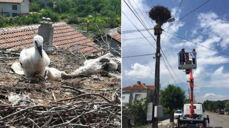 Спасиха две от малките щъркелчета, оцелели като по чудо след мълния СНИМКИ