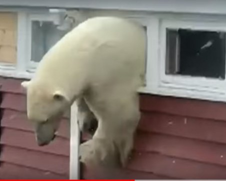 Епично! Бяла мечка се заклещи в прозорец, след като преяде с шоколад ВИДЕО
