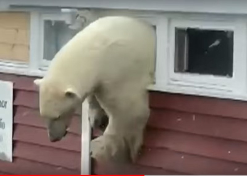 Епично! Бяла мечка се заклещи в прозорец, след като преяде с шоколад ВИДЕО