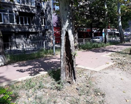 Премахват спешно опасния чинар на 