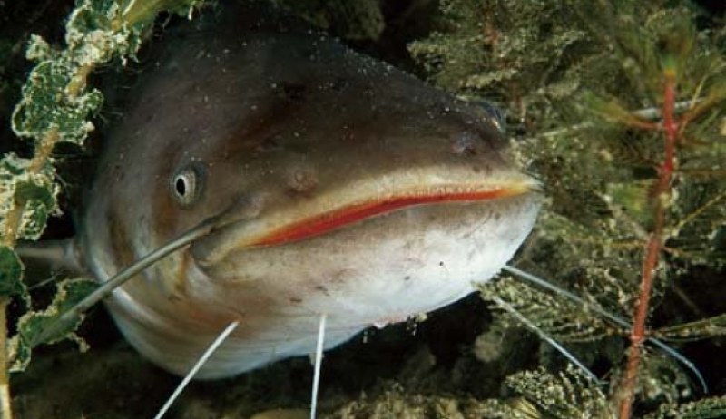 Бивш рейнджър изби рибата, улови гигантски сом на “жабе“ СНИМКИ