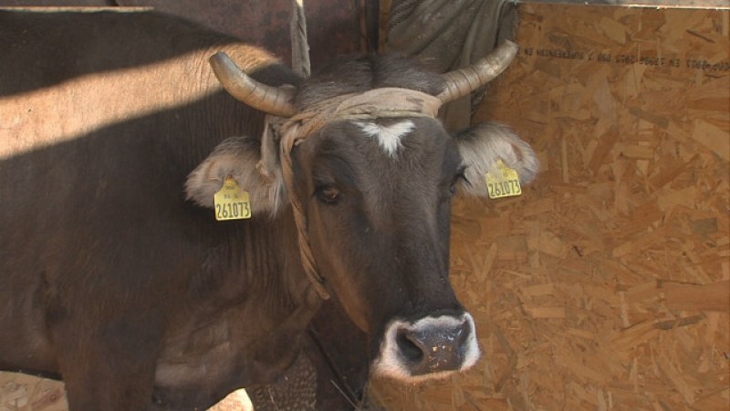 Кравата Пенка ще живее, връщат я при стопанина