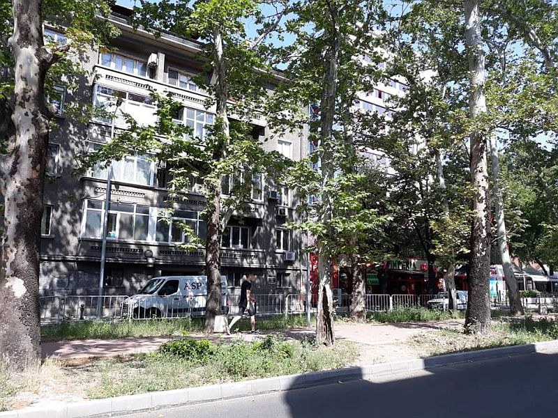Опасен чинар заплашва пешеходци и коли на 