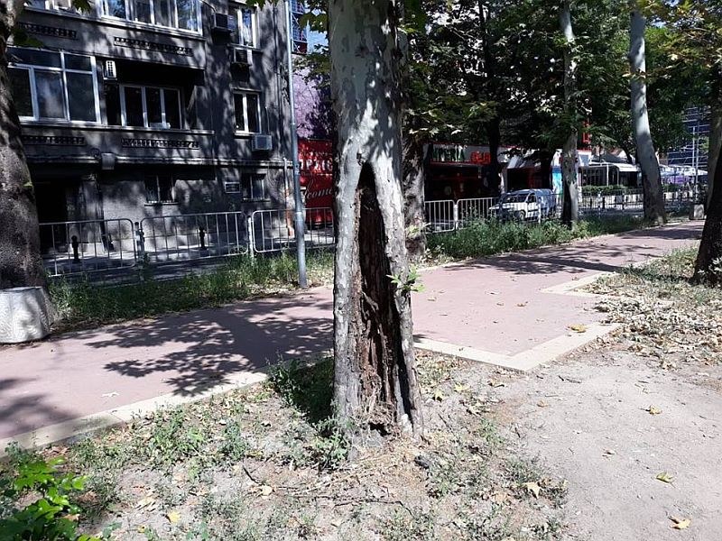 Премахват спешно опасния чинар на 
