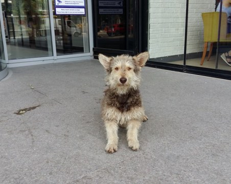 Виждали ли сте това куче? Отчаяни пловдивчани го издирват СНИМКИ