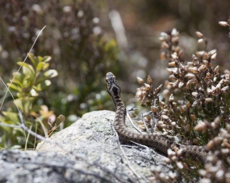 Гнездо на змии вдигна накрак Пожарната в Смолян