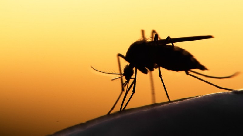 3 прости, но много ефективни начина да се спасите от нашествието на комари