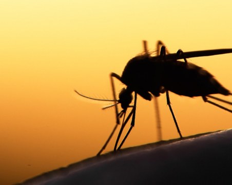 3 прости, но много ефективни начина да се спасите от нашествието на комари