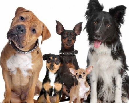 Дръжте се с мъжа си като с куче по време на Световното!