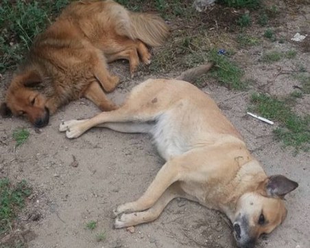 Футболът уби бездомните кучета в Русия