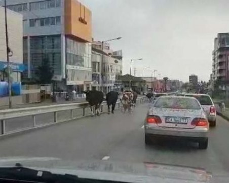 Група от седем крави тръгнаха редом с колите на оживен булевард