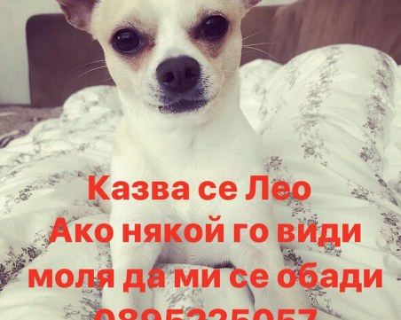 Лео се изгуби, помогнете да го намерим