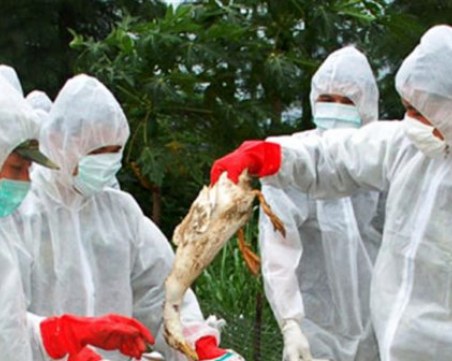 Отново бум на птичи грип у нас! Ето как да се предпазите