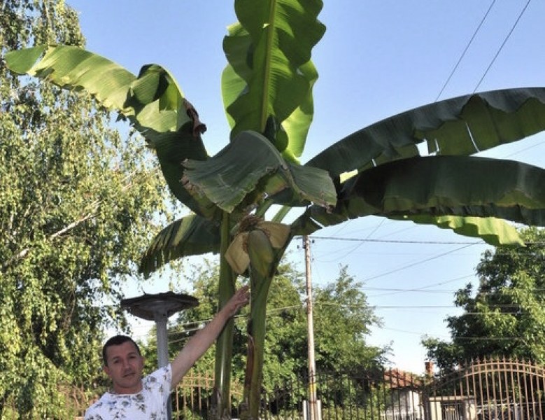 Банани узряха на 90 км от Пловдив СНИМКИ