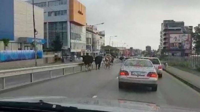 Група от седем крави тръгнаха редом с колите на оживен булевард