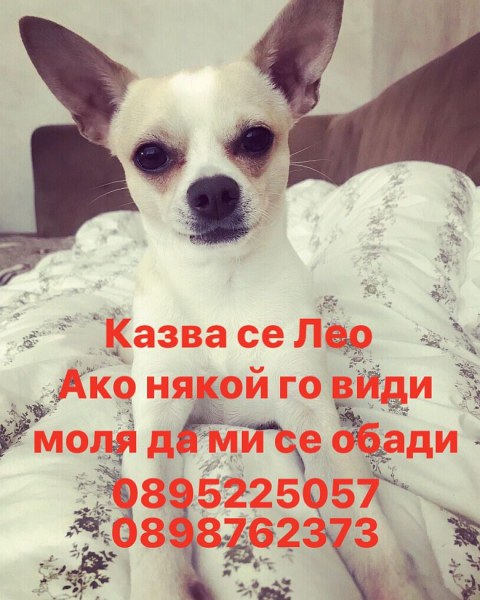 Лео се изгуби, помогнете да го намерим