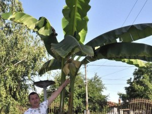 Банани узряха на 90 км от Пловдив СНИМКИ