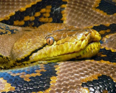 Гигантски питон погълна 54-годишна жена СНИМКА