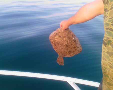 Взимайте въдиците на морето! Отпадна забраната за улов на калкан