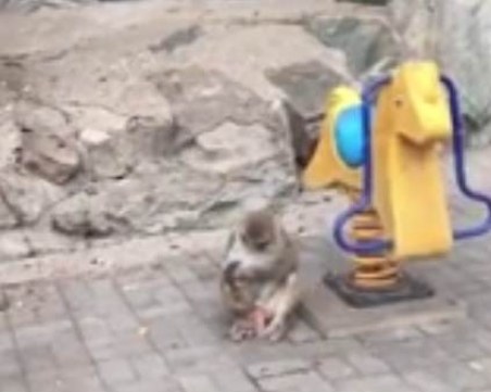 Вижте как маймуна наказа бебето си, а след това го утеши ВИДЕО