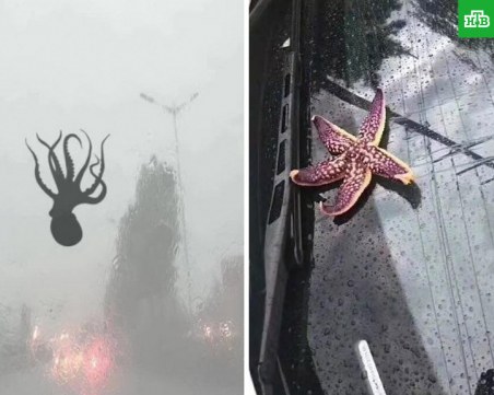 След дъжда от скъпоценни камъни в Хавай, морски дарове заваляха от небето в Циндао