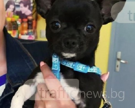 Тоби се изгуби край Новотела! Помогнете да го открием СНИМКА
