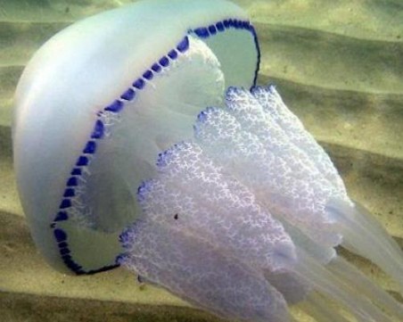 Какво да направите, ако ви опари медуза?