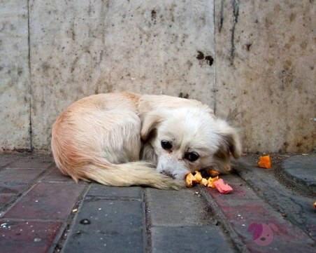 Мъж влачи две кучета с колата си из Пещера, искал да ги хвърли на сметището