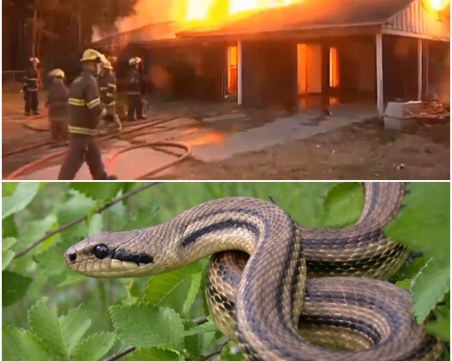 Не пръскайте змиите с бензин! Опит за отърваване от влечугото запали къща