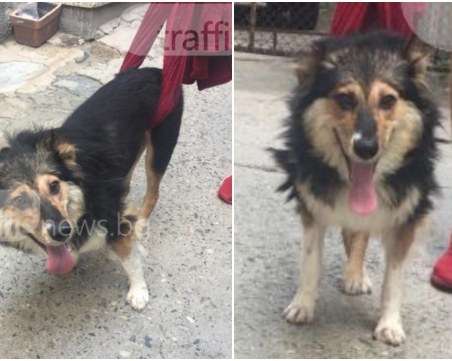 След 5 дни Бела ще остане на улицата! Търси се приемно семейство на животното СНИМКИ