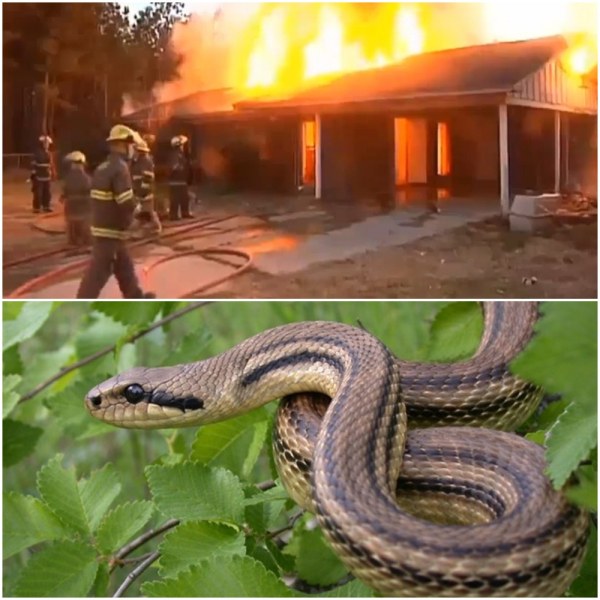 Не пръскайте змиите с бензин! Опит за отърваване от влечугото запали къща