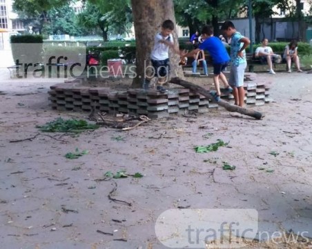 Паднал клон в парк в Пловдив по чудо не нарани дете СНИМКИ