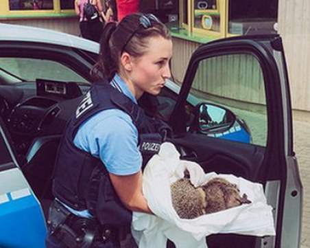 Спасиха от махмурлук два пияни таралежа, “обърнали“ бутилка с яйчен ликьор