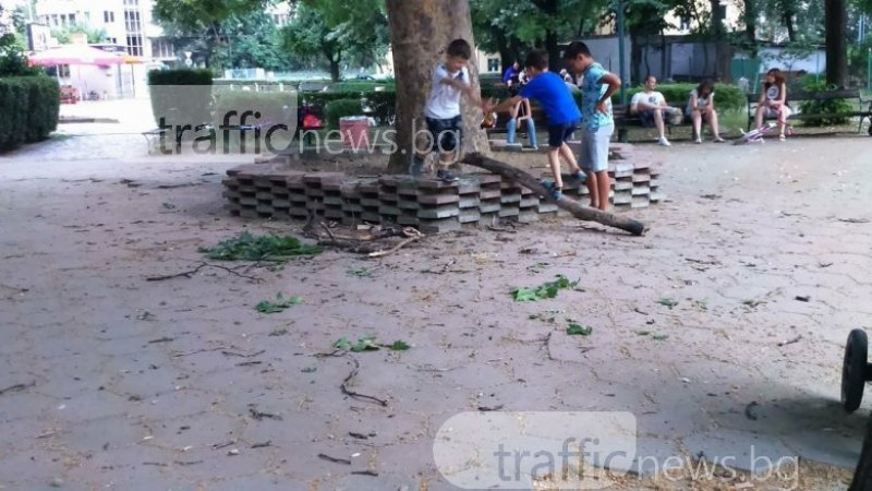 Паднал клон в парк в Пловдив по чудо не нарани дете СНИМКИ