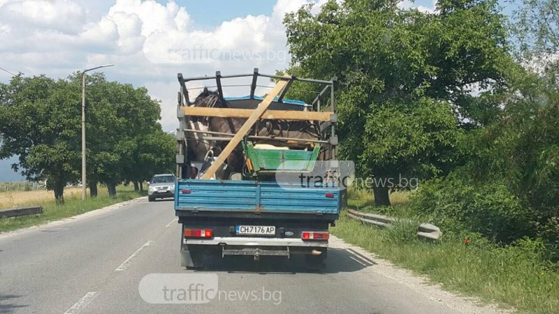 Кон с каруца се метна в камион и запрепуска край Карлово! СНИМКИ