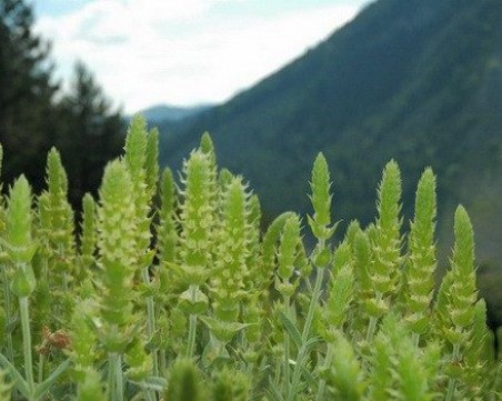 Кои билки е забранено да берем тази година?