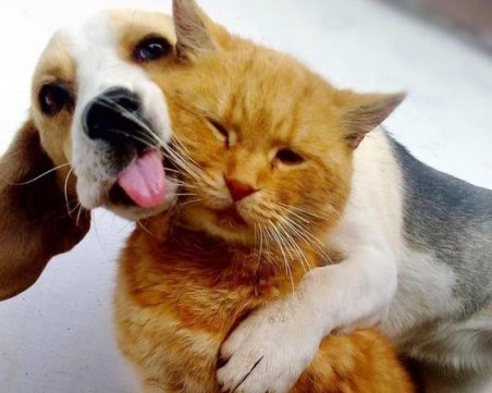 Кучета срещу котки: Кой е по-умен?