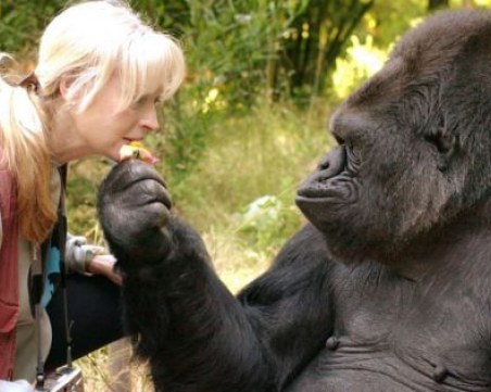 Почина Коко, най-умната маймуна в света ВИДЕО