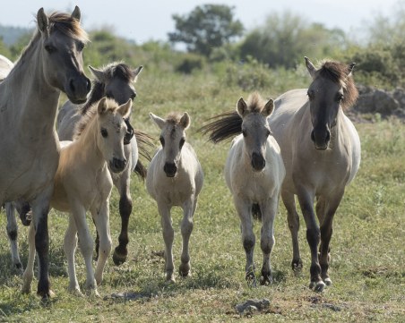 Шестнадесет кончета от редкия вид коник се родиха в Източните Родопи СНИМКИ