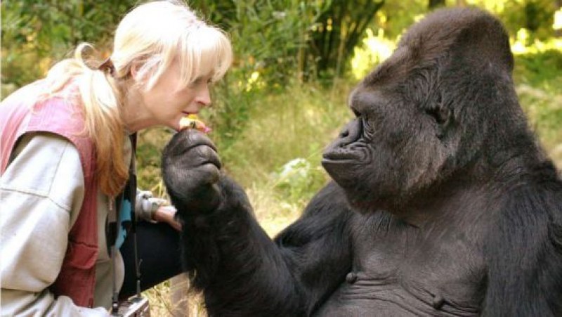 Почина Коко, най-умната маймуна в света ВИДЕО