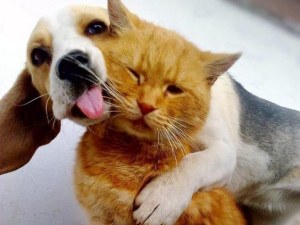 Кучета срещу котки: Кой е по-умен?