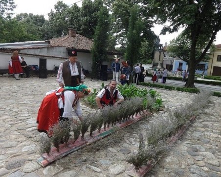 Карлово ухае на лавандула СНИМКИ