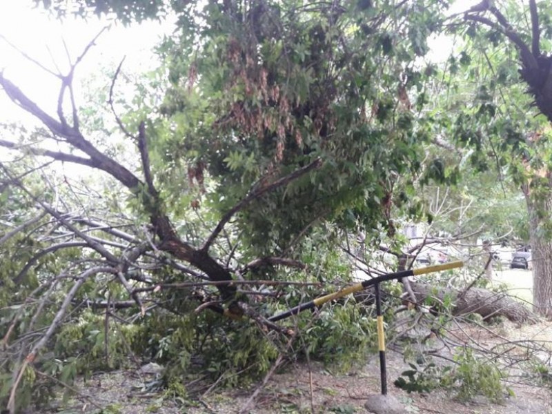Бурята събори огромно дърво в Кючука СНИМКИ