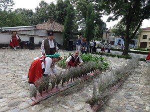 Карлово ухае на лавандула СНИМКИ