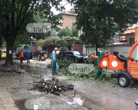 Боклукчийски камион е бутнал дървото, премазало три коли в Кършияка ВИДЕО