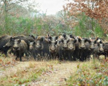 Прегладнели диви прасета нападнаха пазар край курорта Мармарис
